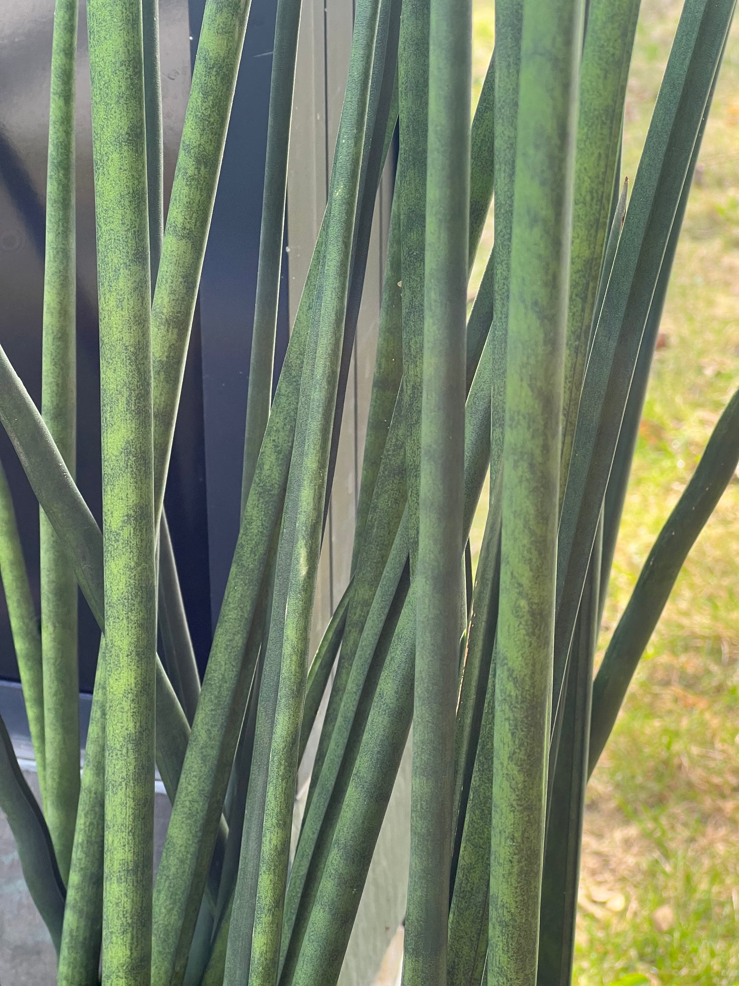 Sansevieria Lancia