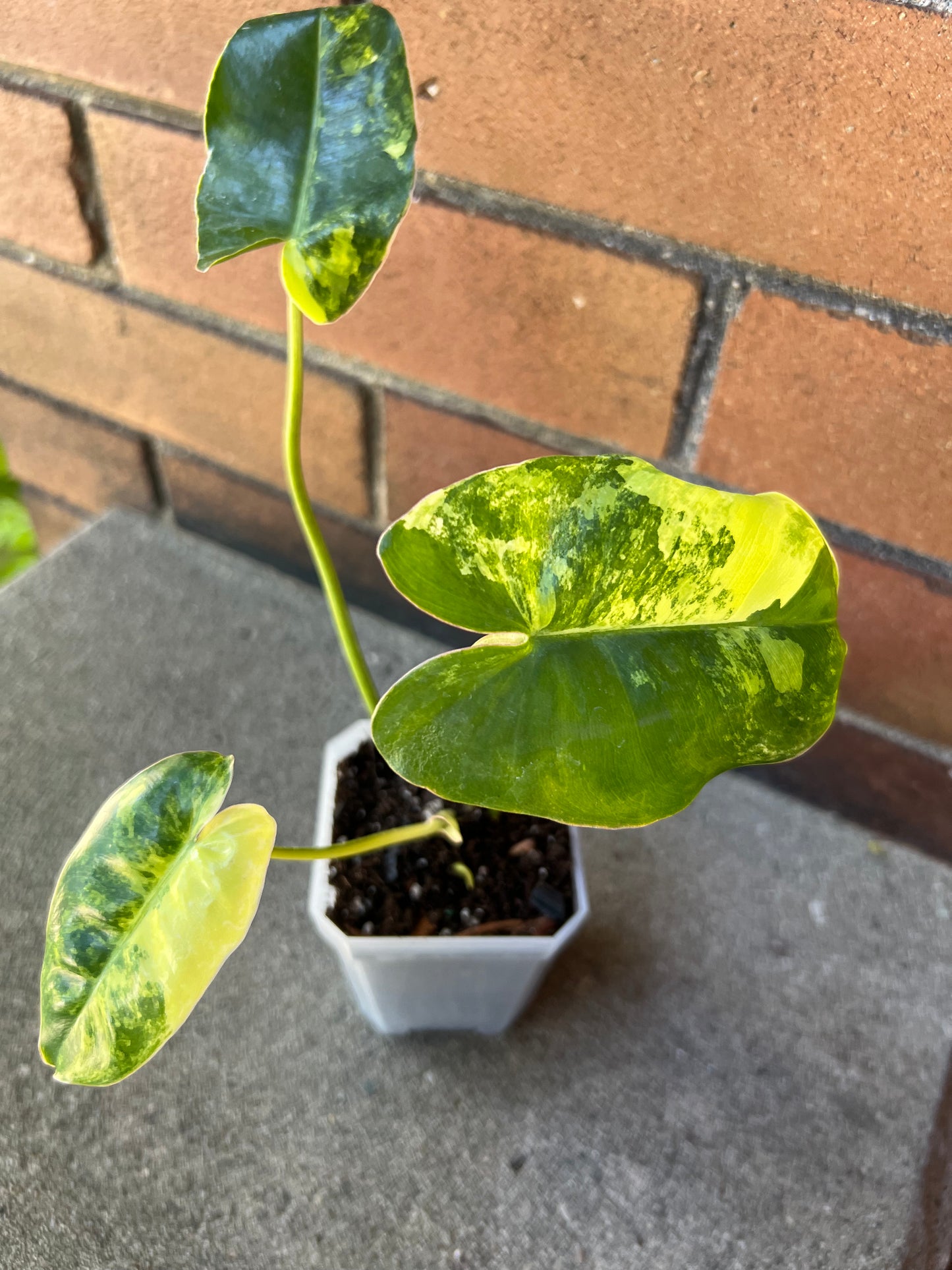 Philodendron Burle Marx variegated (grown in house) 3.5 inch.