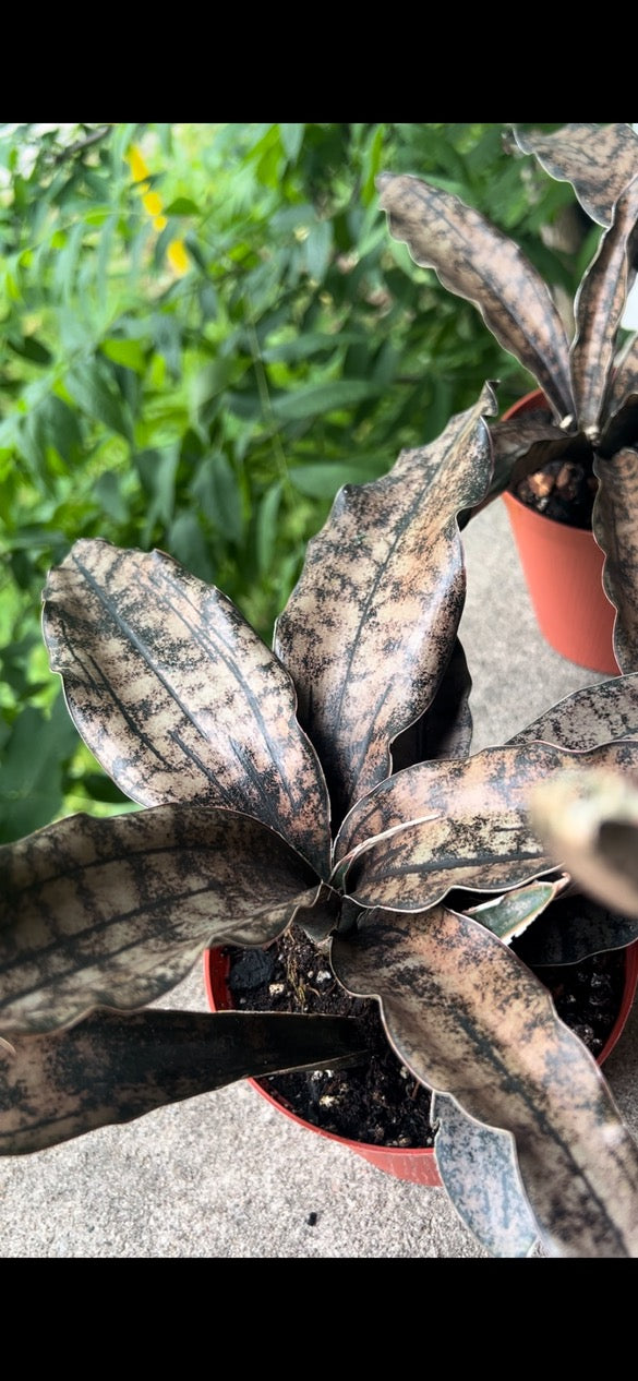 Sansevieria Coppertone (Kirkii)