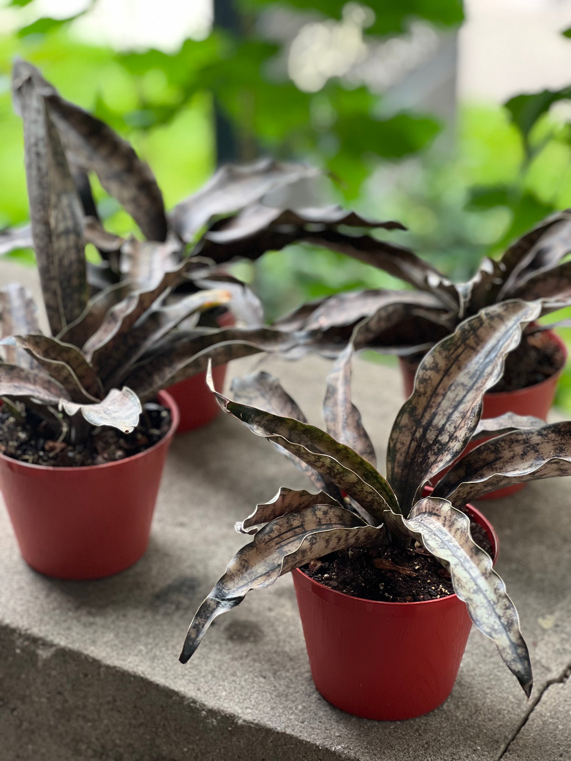 coppertone snake plant price Sansevieria Coppertone (Kirkii) Care