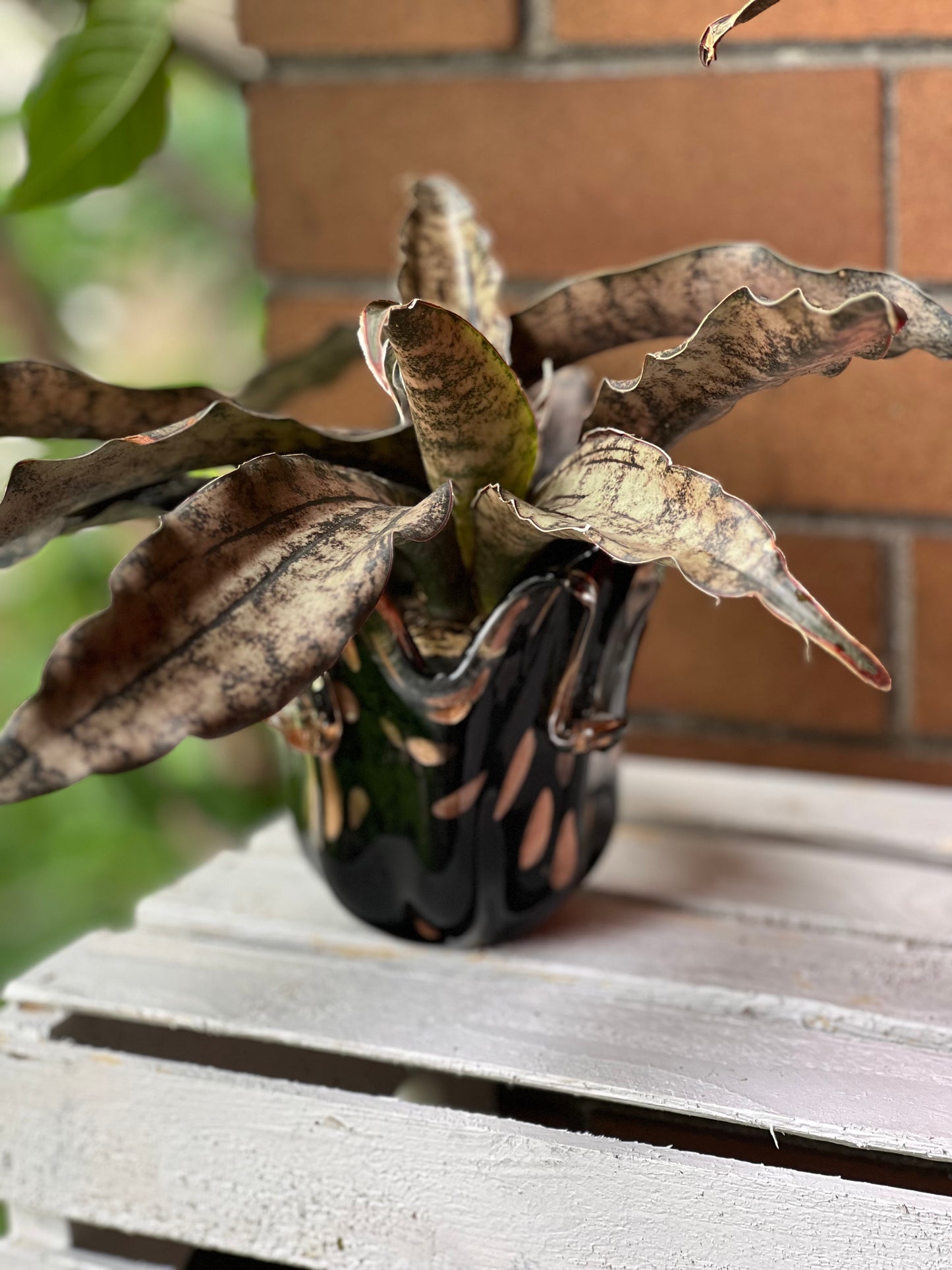 Sansevieria Coppertone (Kirkii)