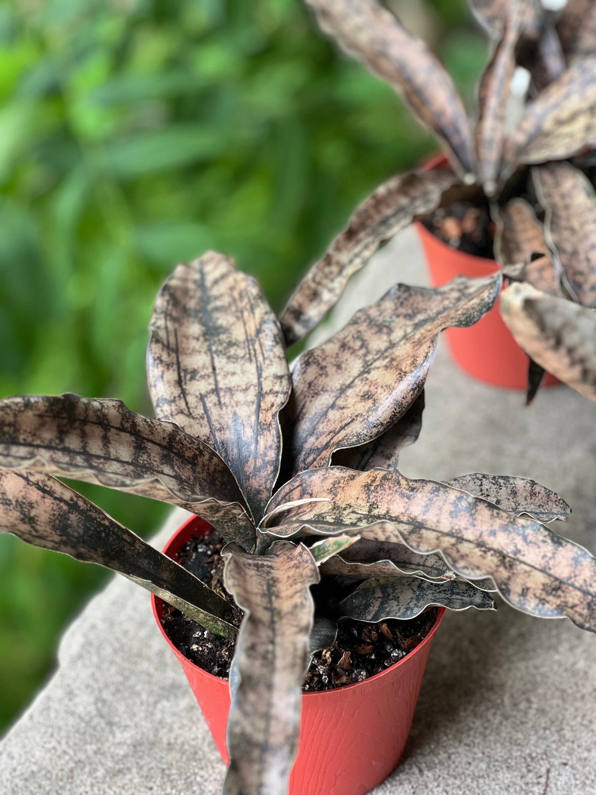 sansevieria kirkii var kirkii Sansevieria Coppertone (Kirkii) Care