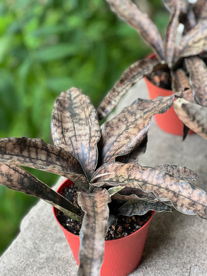 Sansevieria Coppertone (Kirkii)