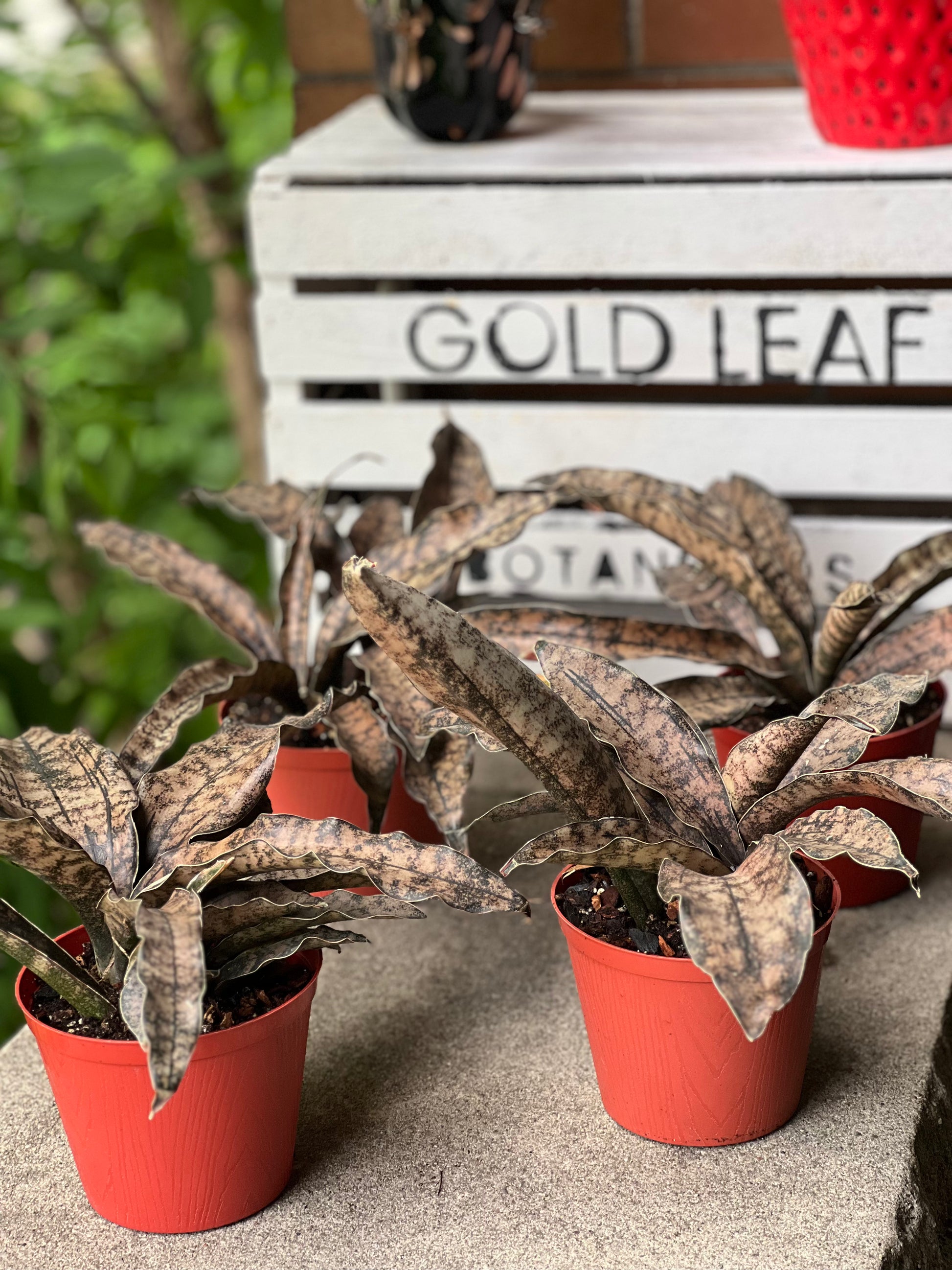 sansevieria kirkii coppertone Sansevieria Coppertone (Kirkii) Care