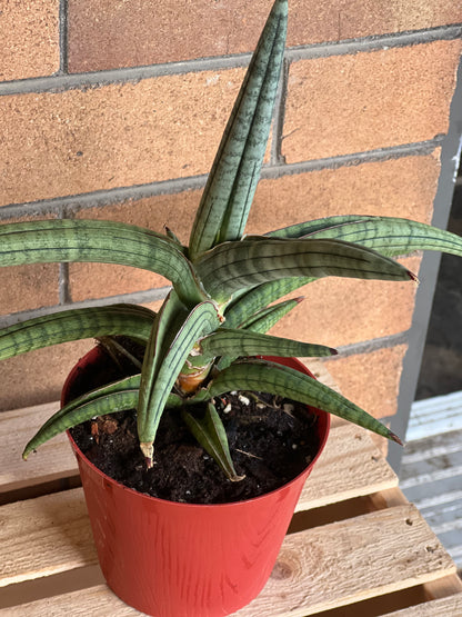 Sansevieria Bella Platinum