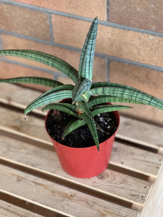 Sansevieria Bella Platinum