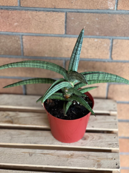 Sansevieria Bella Platinum