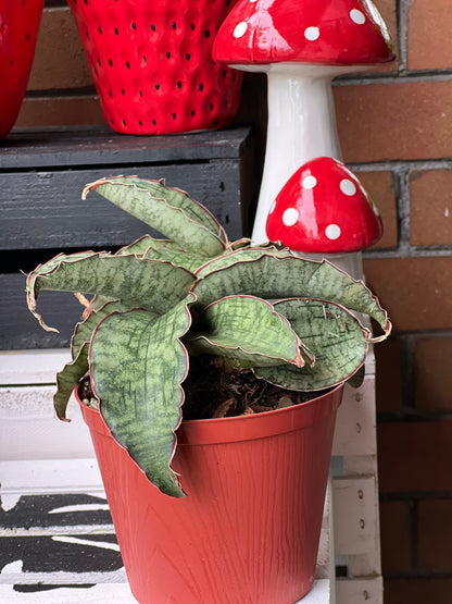 Sansevieria Cleopatra