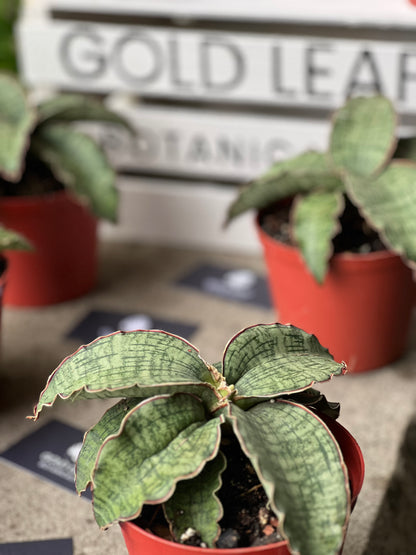 Sansevieria Cleopatra