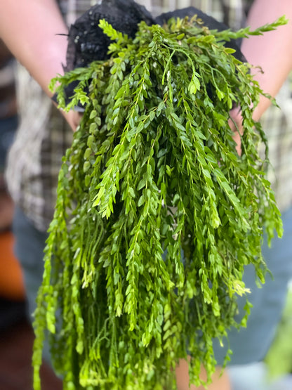 Huperzia Saturn Triangle (Pre-Order)