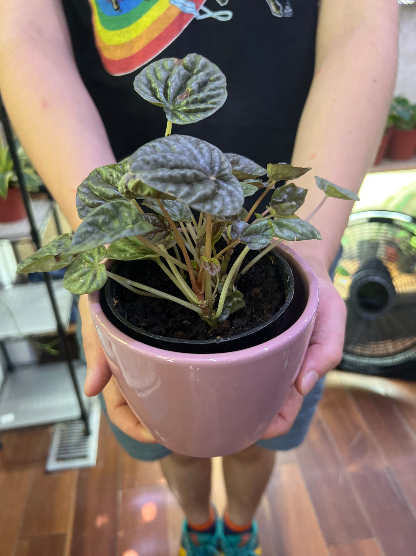 Peperomia Caperata Ripple