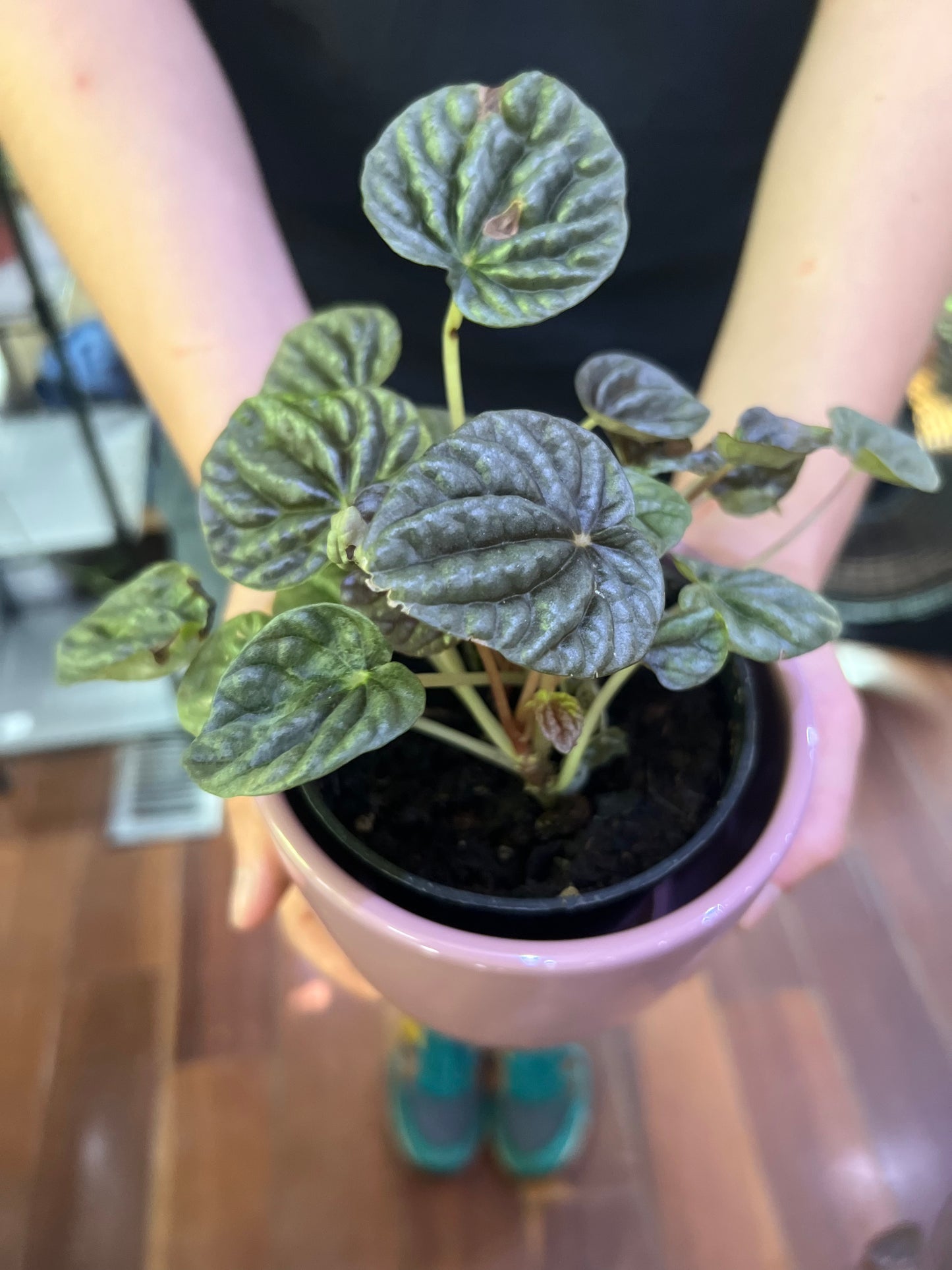 Peperomia Caperata Ripple