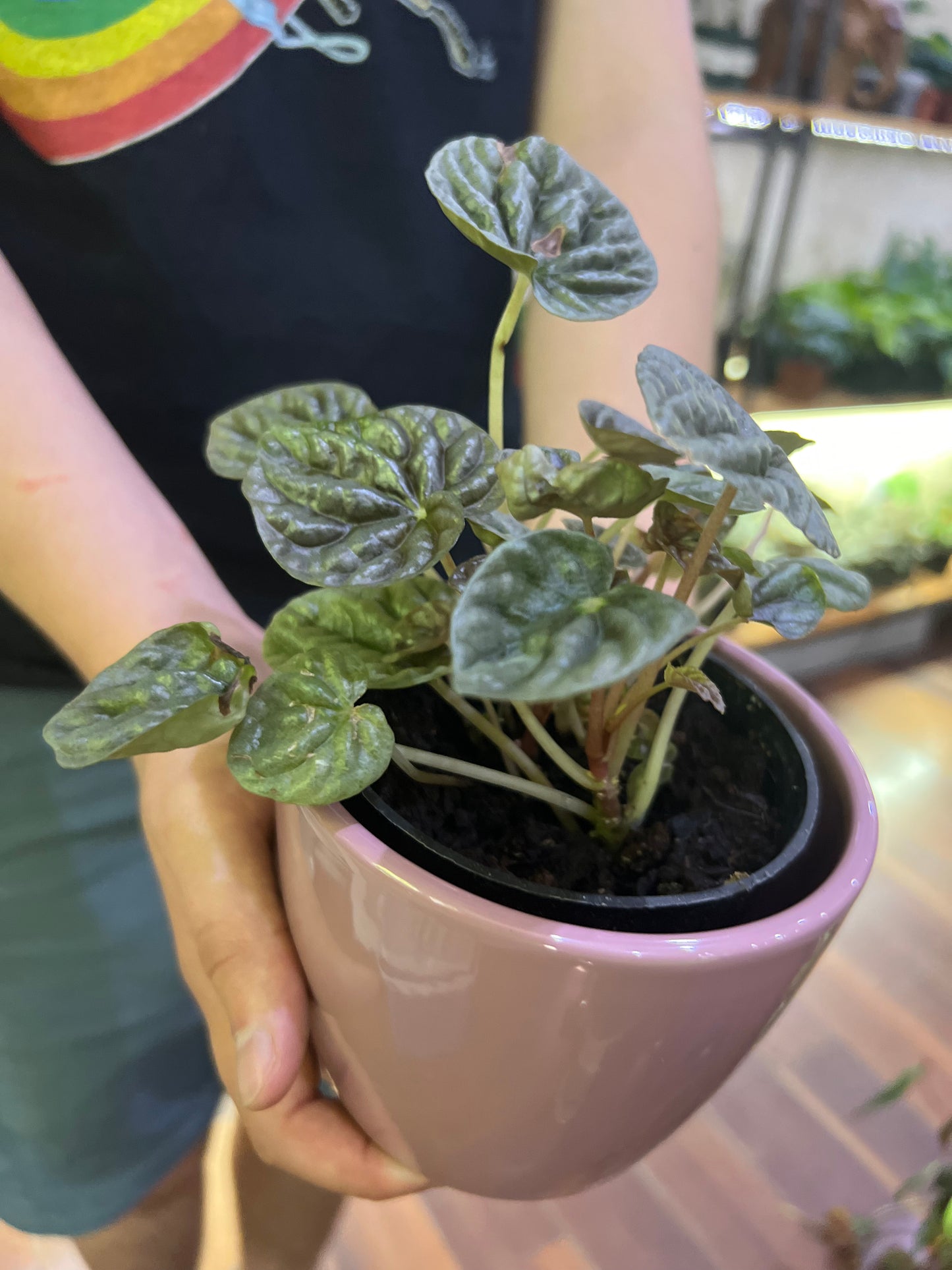 Peperomia Caperata Ripple