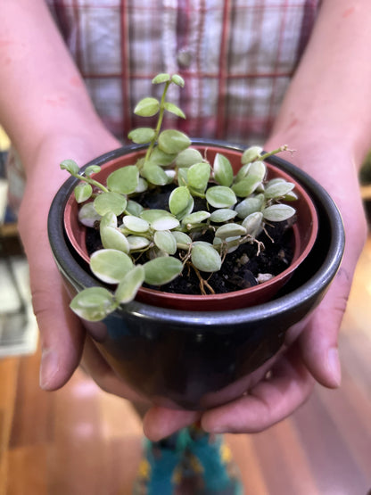 Dischidia Nummularia  Variegata (Variegated String of Nickels)