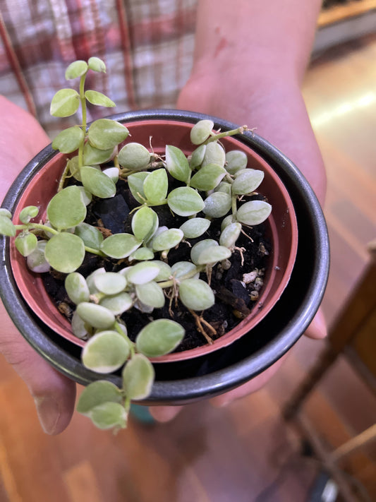 Dischidia Nummularia  Variegata (Variegated String of Nickels)