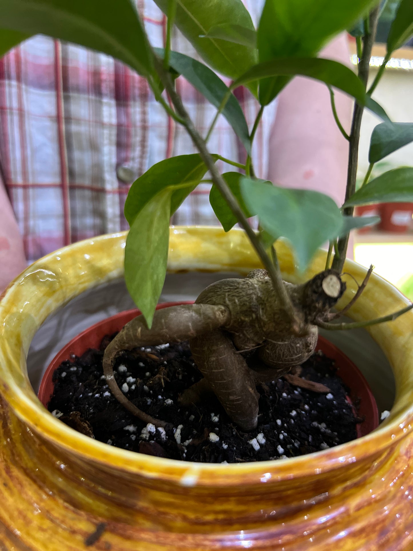 Ficus Ginseng Bonsai