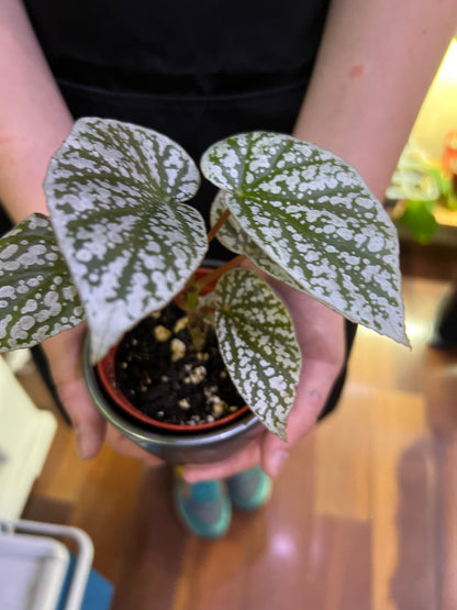 Begonia Snowcaps