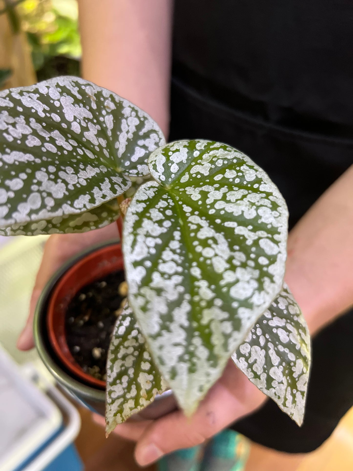 Begonia Snowcaps