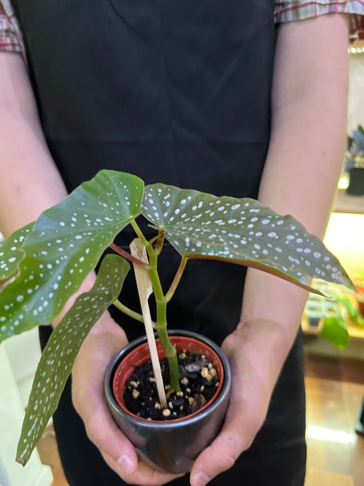 Begonia Readii