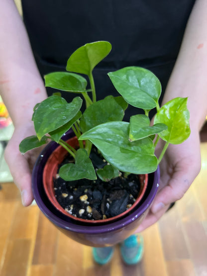 Emerald Pothos