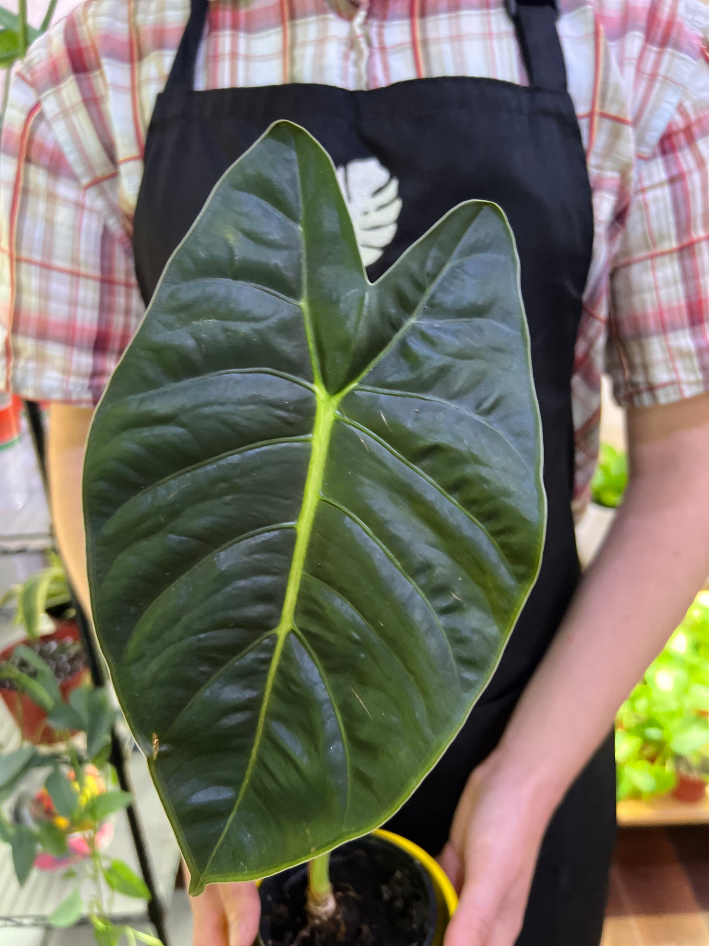 Alocasia Golden Bones