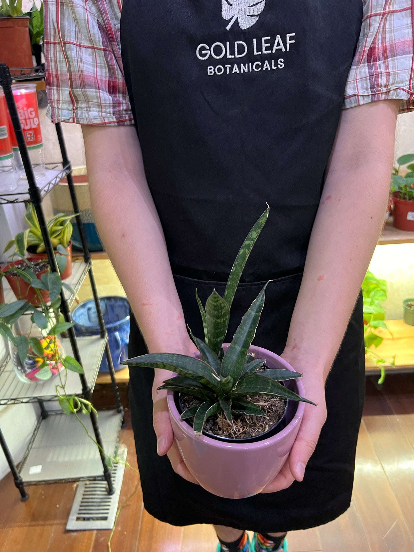 Sansevieria Star Series