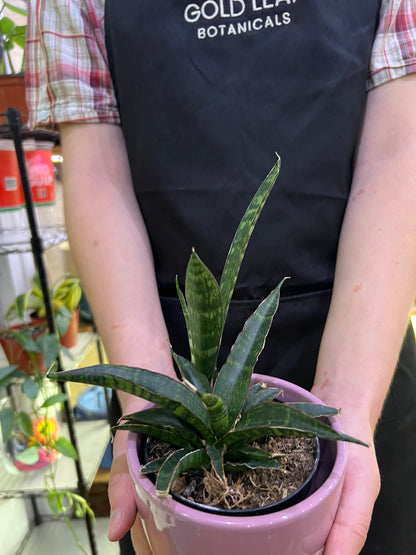 Sansevieria Star Series