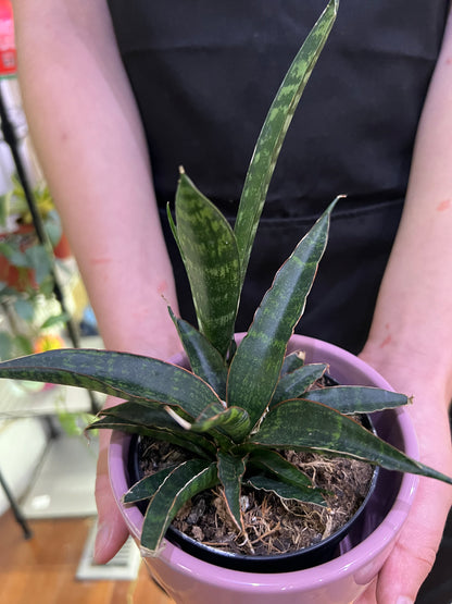 Sansevieria Star Series