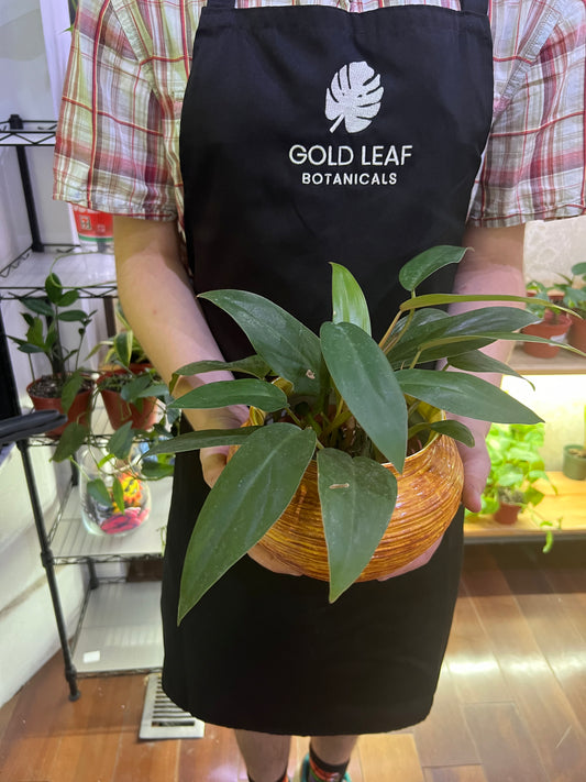 Philodendron Red Emerald