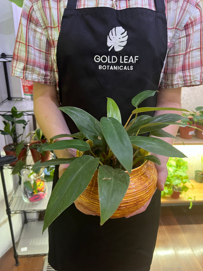 golden emerald philodendron Philodendron Red Emerald Care