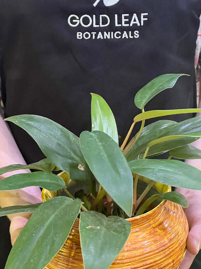 golden emerald philodendron Philodendron Red Emerald Care