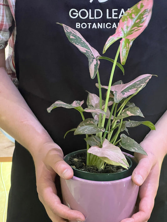 Syngonium Pink Splash