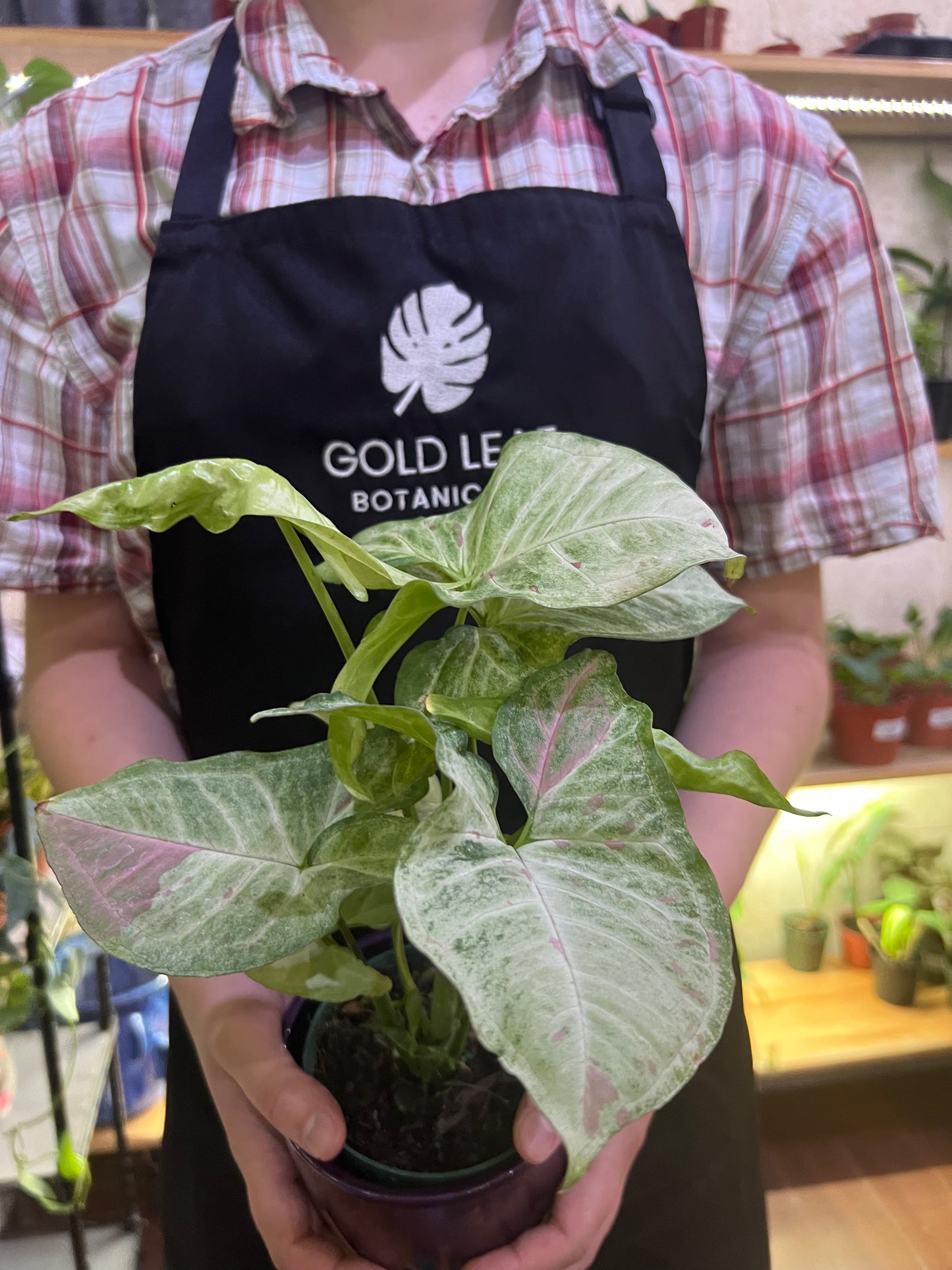 Syngonium Confetti