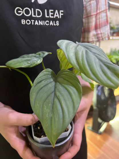 philodendron columbia care Philodendron Fuzzy Petiole Plant Care and Growing Information – Gold Leaf Botanicals