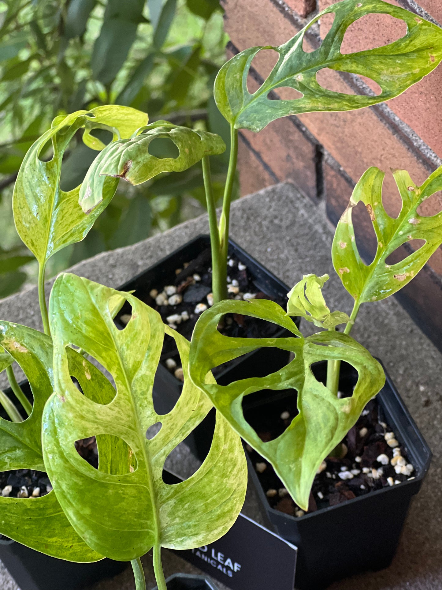 Monstera Adansonii Mint Variegated (Indonesia)