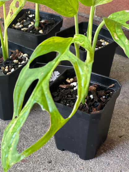 Monstera Adansonii Mint Variegated (Indonesia)