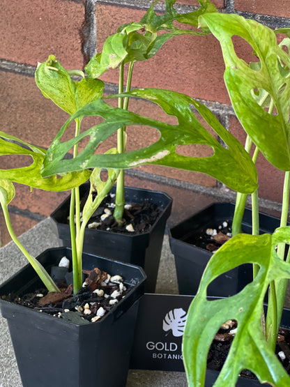 Monstera Adansonii Mint Variegated (Indonesia)