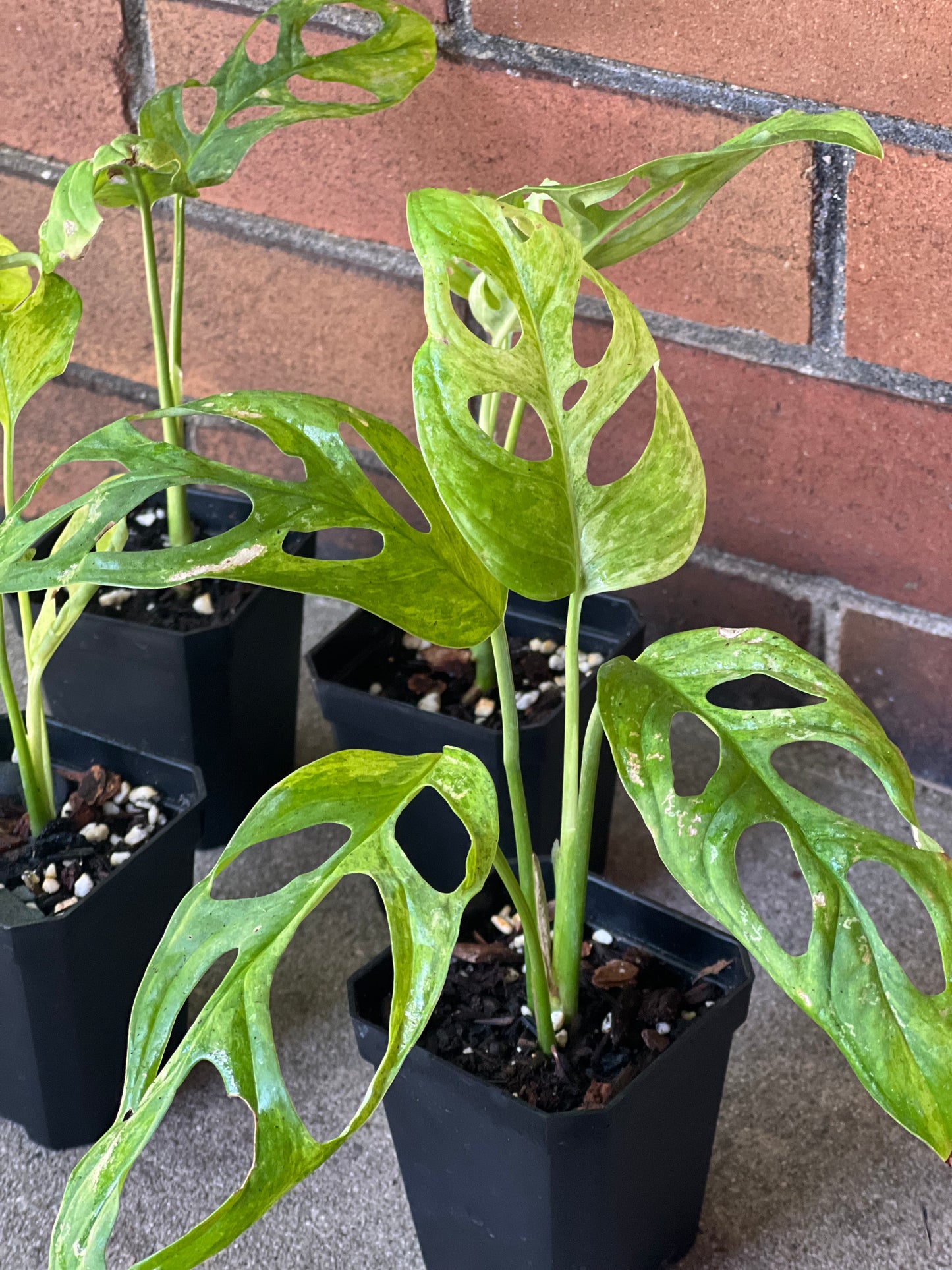 Monstera Adansonii Mint Variegated (Indonesia)