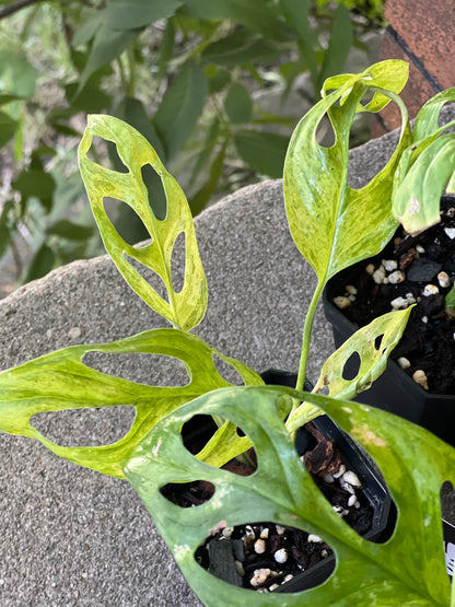 Monstera Adansonii Mint Variegated (Indonesia)