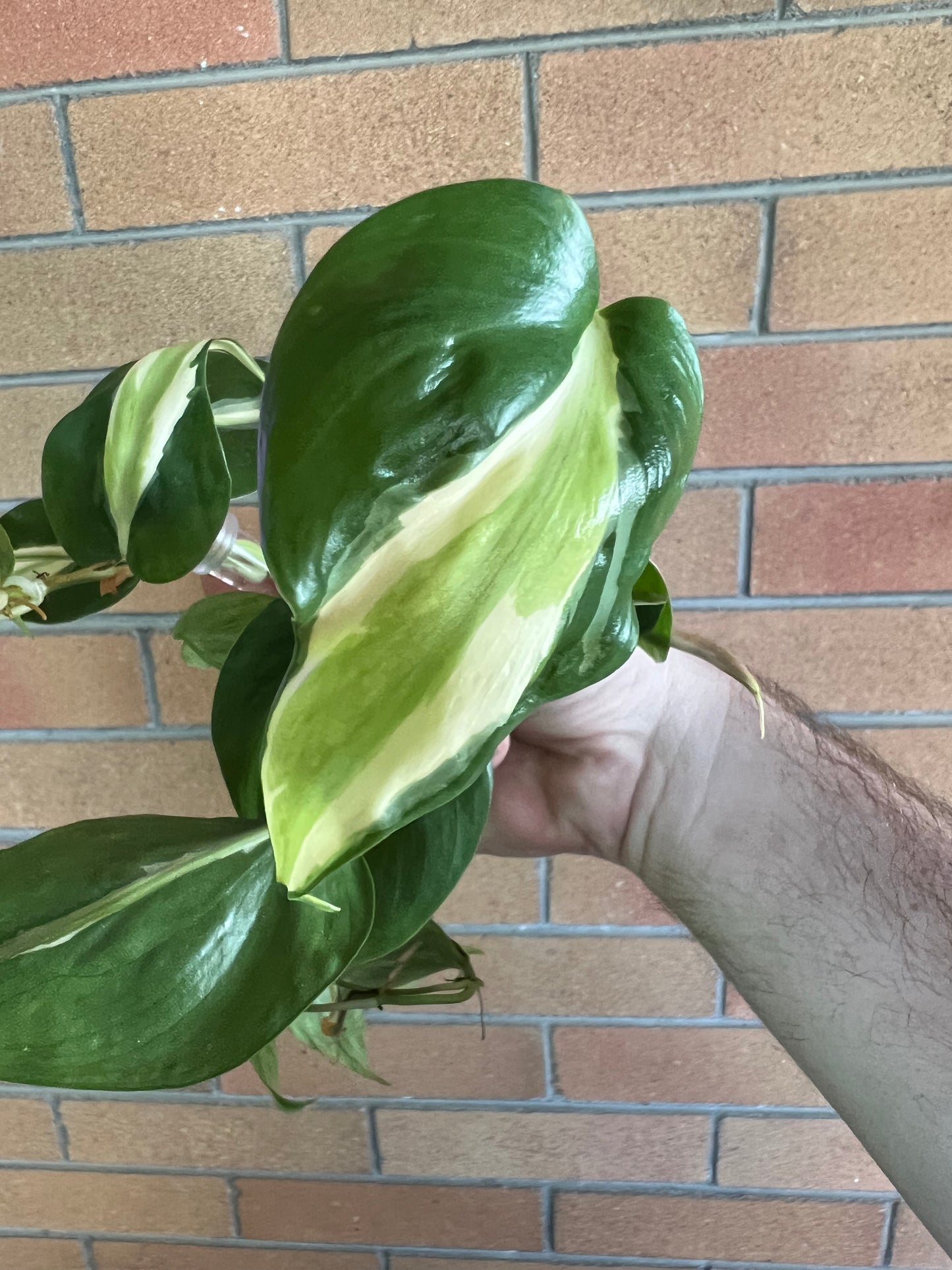 Philodendron cuttings package