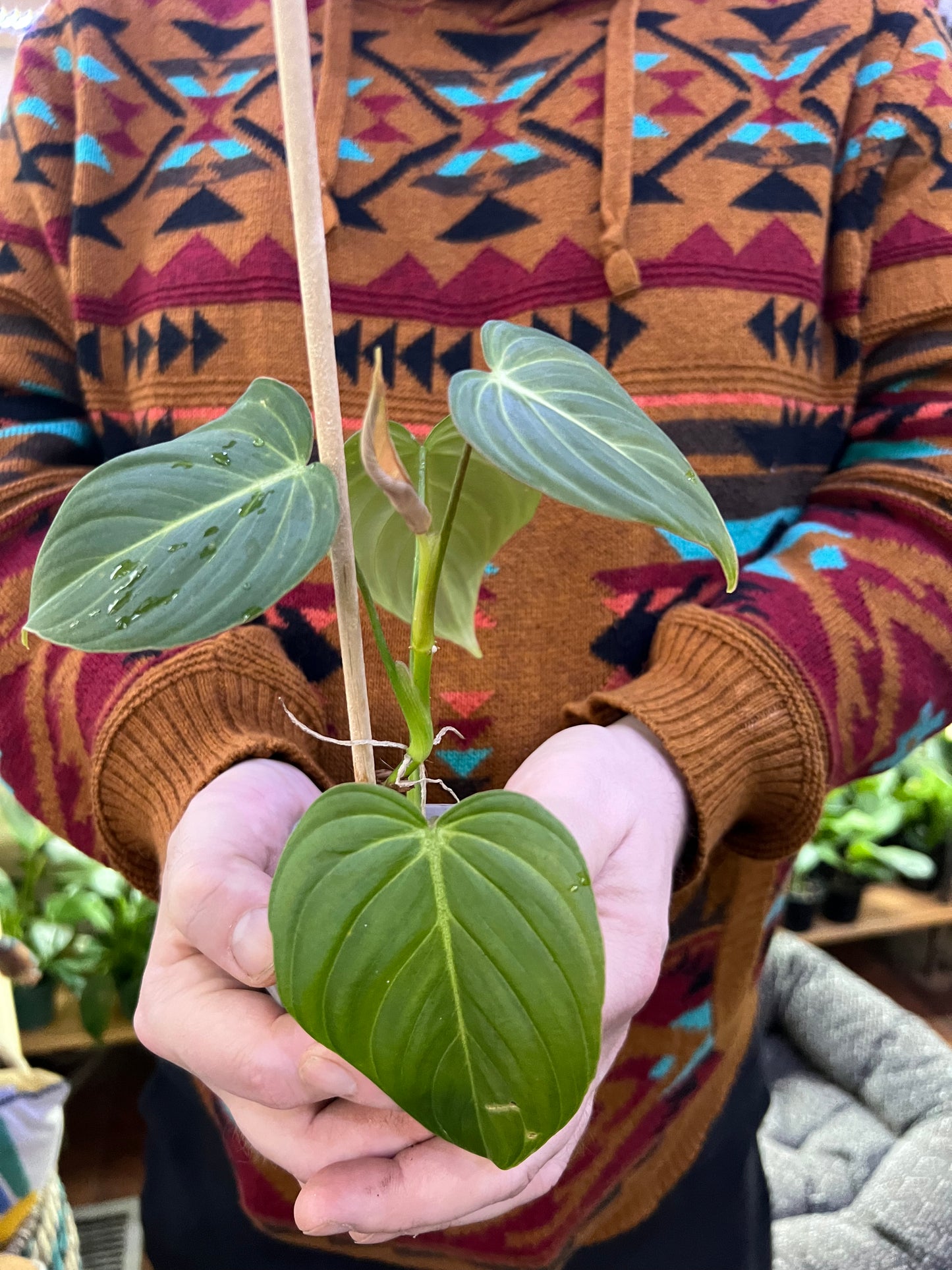 (Copy) Philodendron Gloriosum