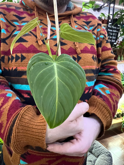 (Copy) Philodendron Gloriosum