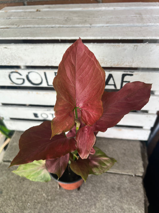 Syngonium Red