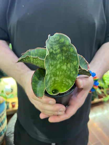 sansevieria dragon blue Sansevieria Dragon Fingers Care
