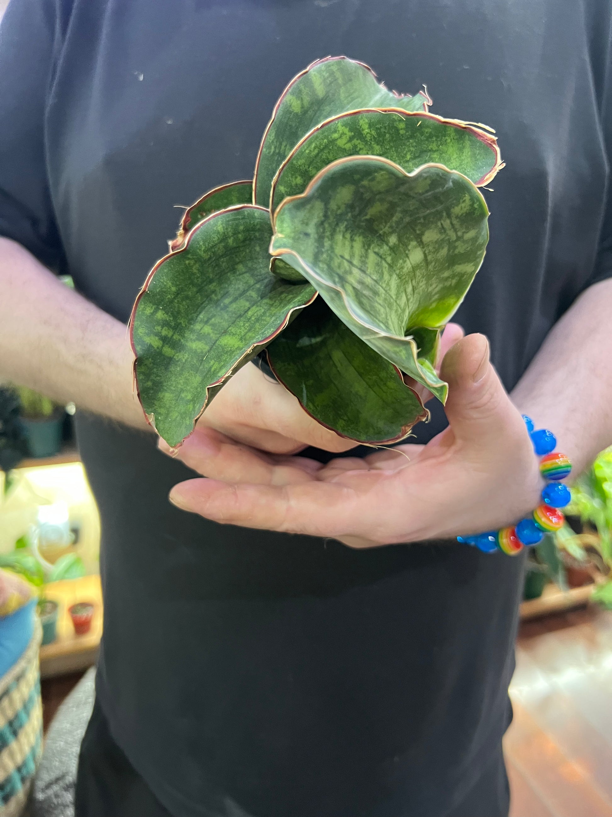sansevieria dragon king Sansevieria Dragon Fingers Care