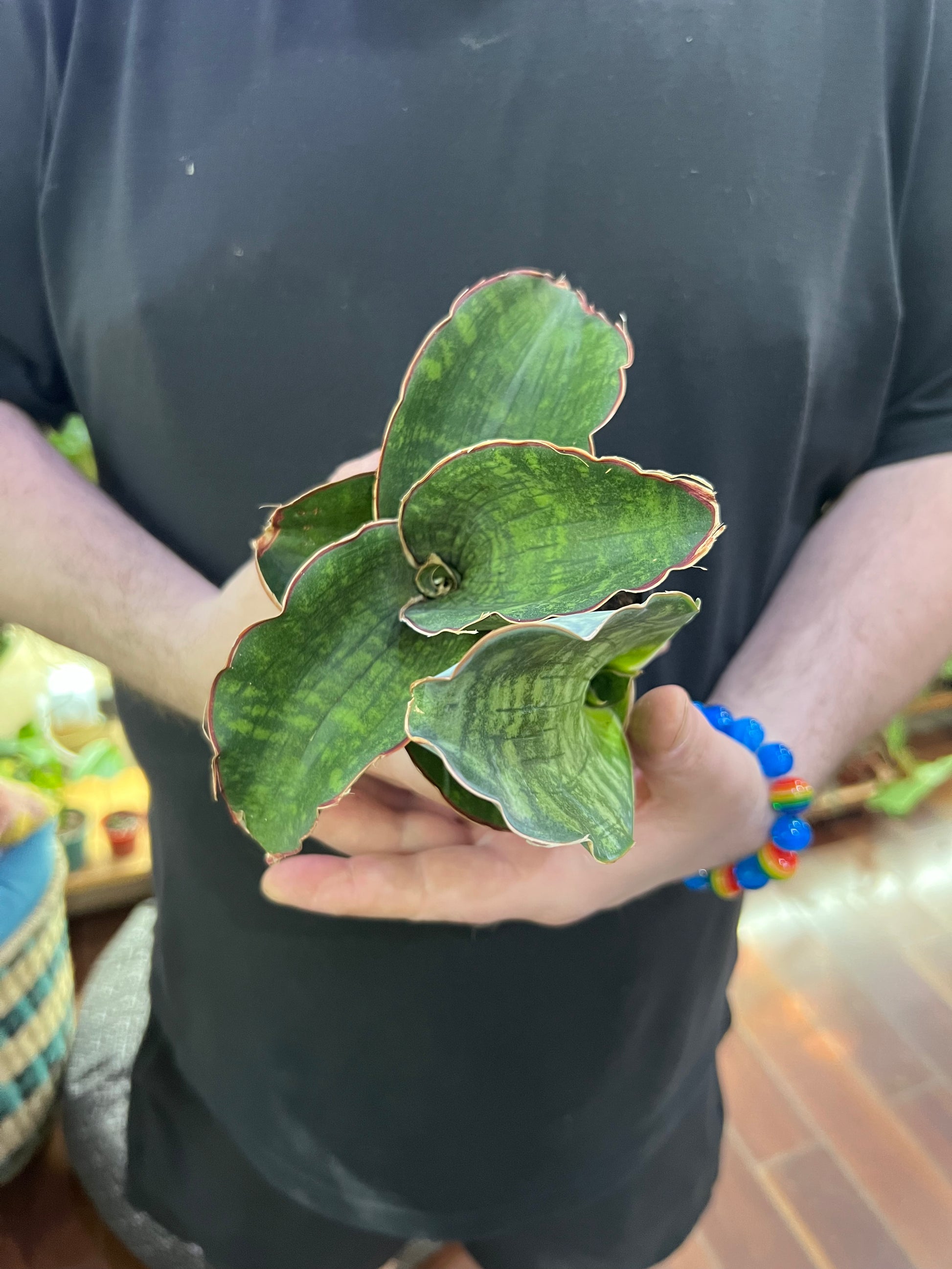 sansevieria dragon blue Sansevieria Dragon Fingers Care