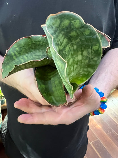 Sansevieria Dragon wings