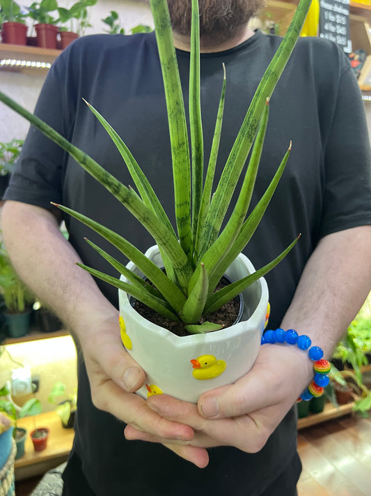 Sansevieria Tom Gracilis