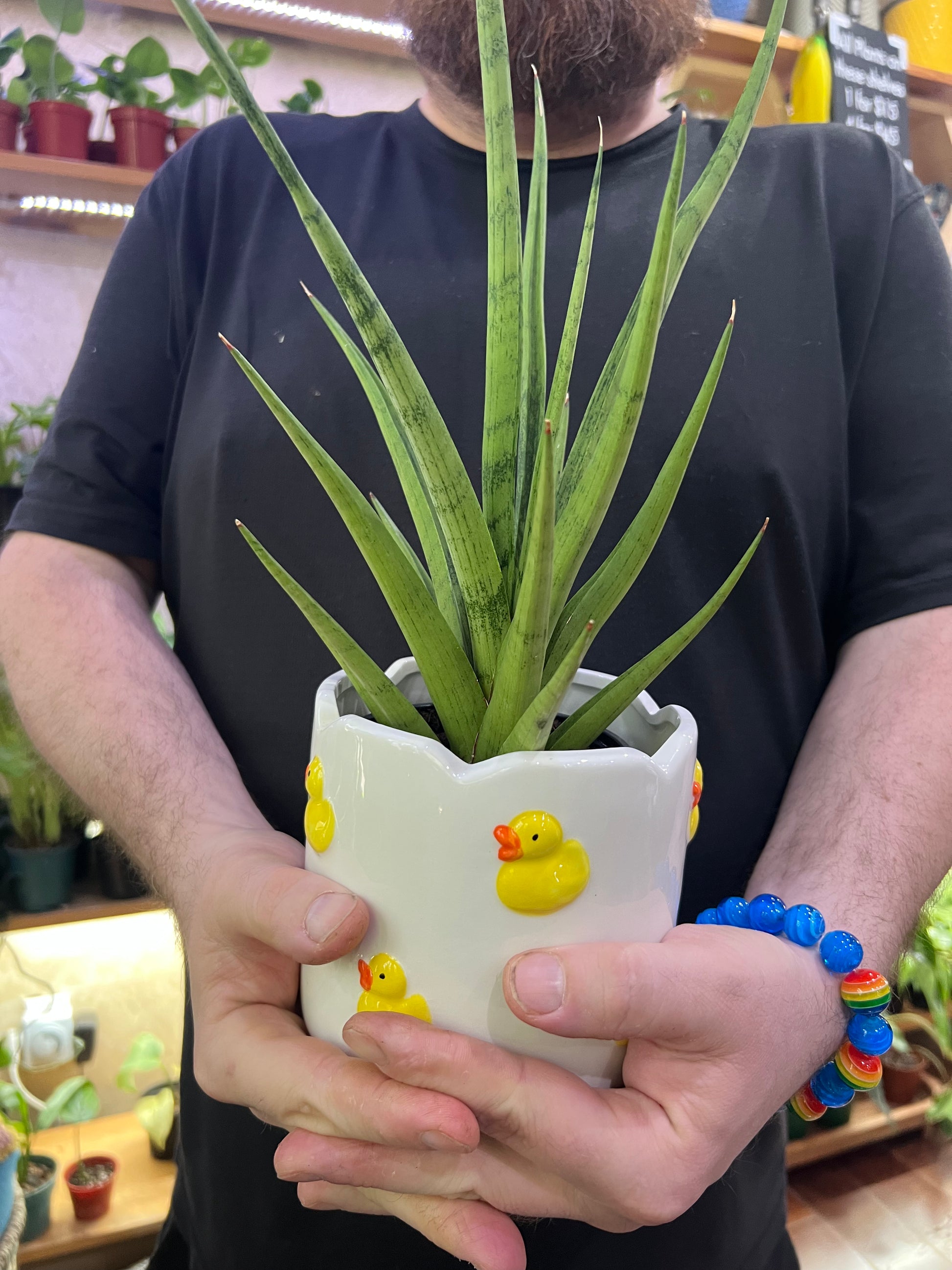 sansevieria gracilis care Sansevieria "Silver Nymph" Snake Care