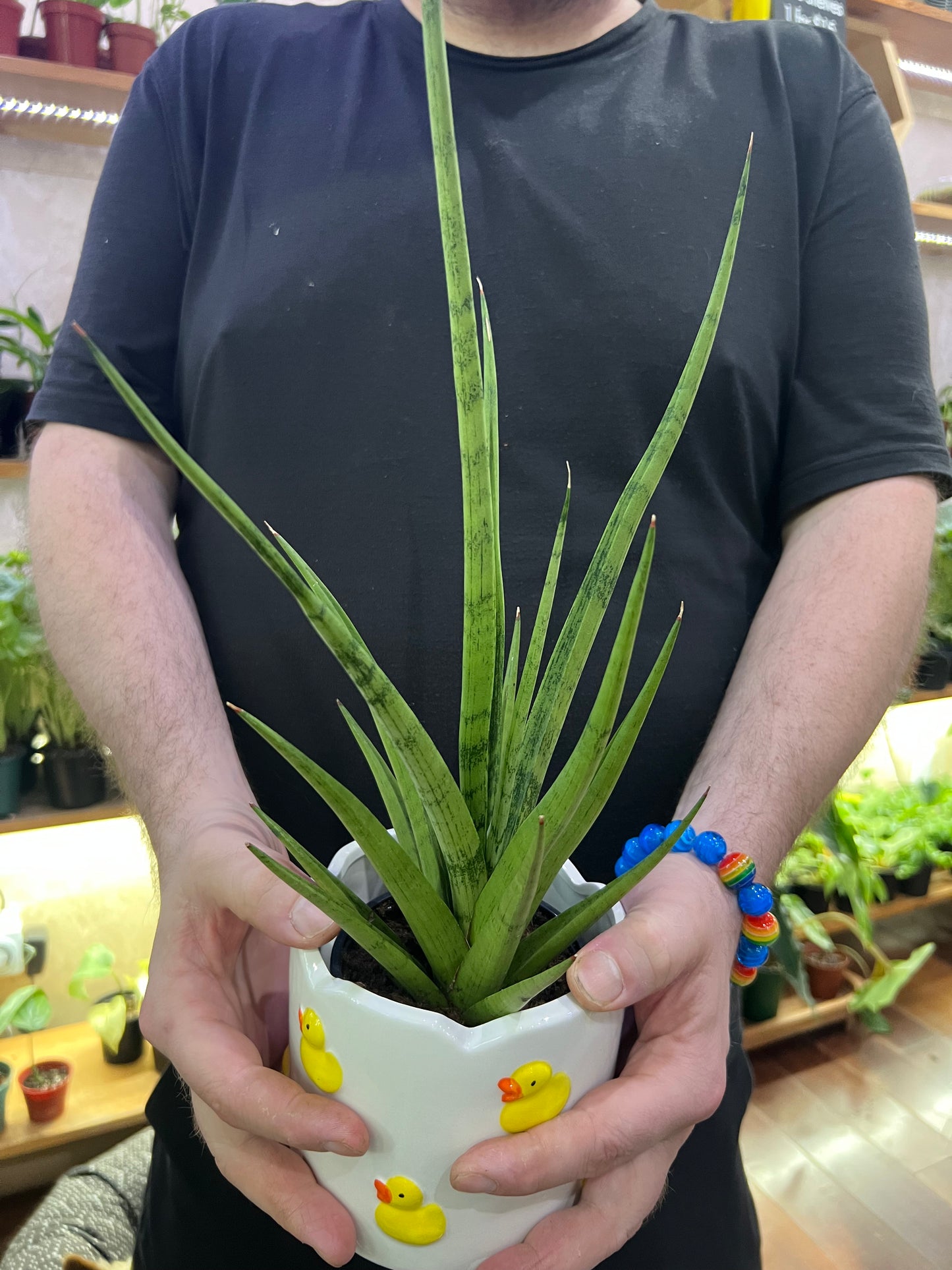 Sansevieria Tom Gracilis